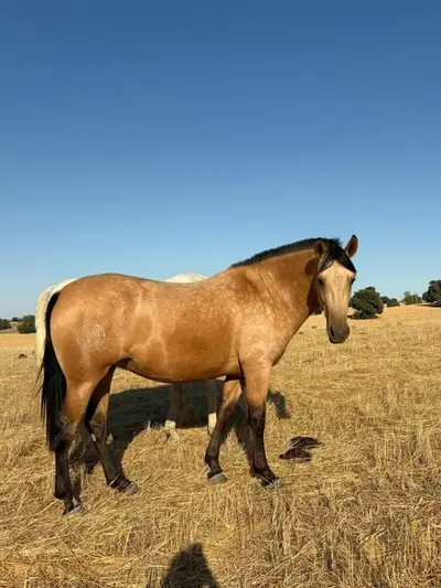 Außergewöhnliche Buckskin PRE-Stute – 3 Jahre alt | Tochter von Picaso