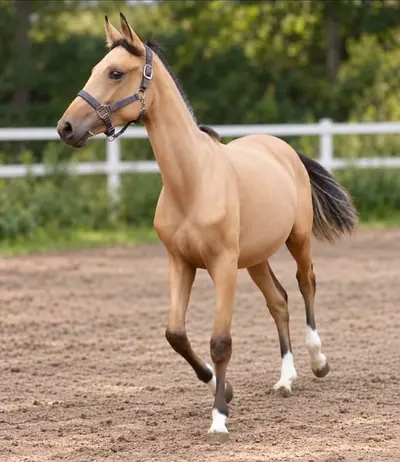 Traumstute in buckskin