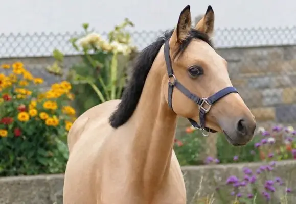 Traumstute in buckskin