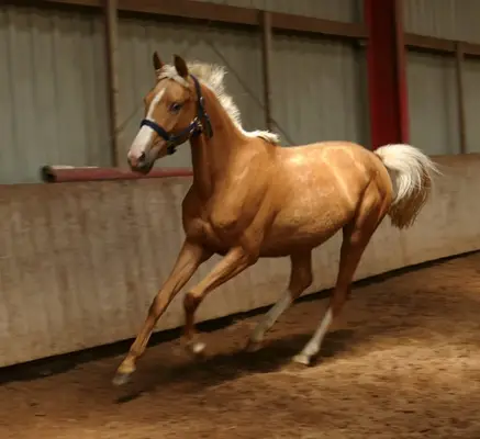 Ein Traum in Gold