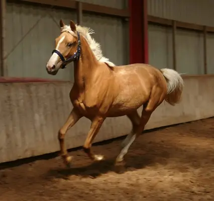 Ein Traum in Gold