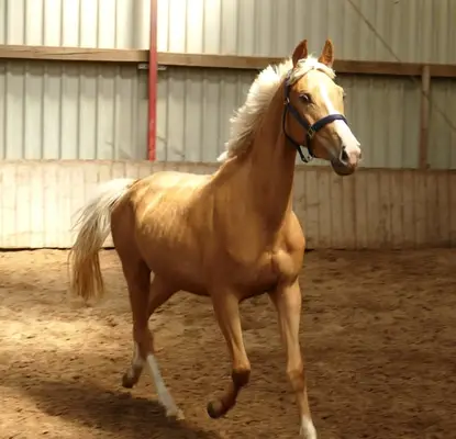 Ein Traum in Gold