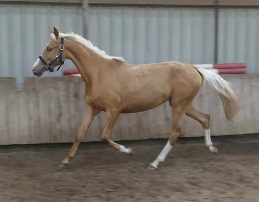 Ein Traum in Gold