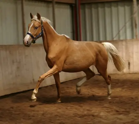 Ein Traum in Gold