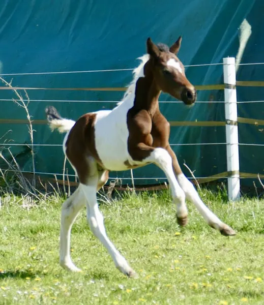 Insider x Diamant de Semilly