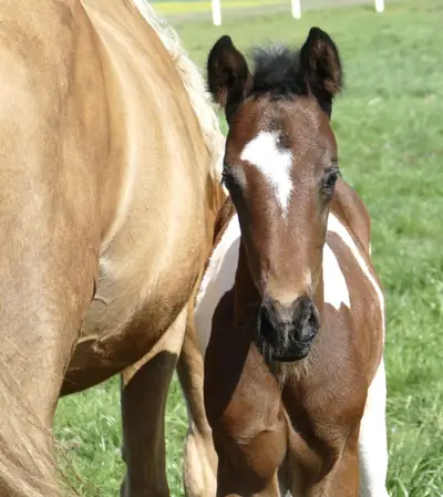 Insider x Diamant de Semilly
