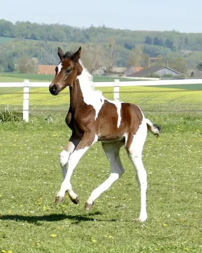 Insider x Diamant de Semilly