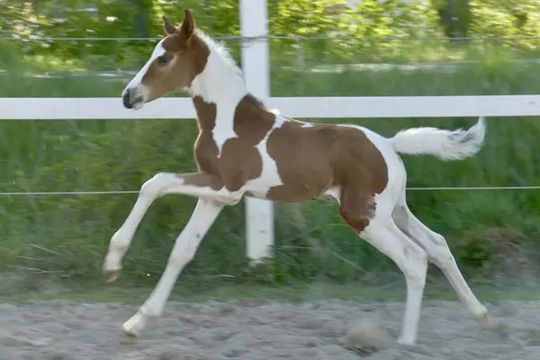 Tolles, großes Hengstfohlen in Farbe!