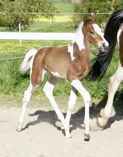 Tolles, großes Hengstfohlen in Farbe!