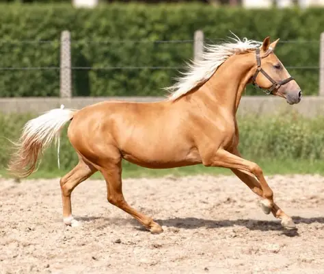 Toller, zierlicher Palominowallach