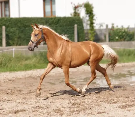 Toller, zierlicher Palominowallach