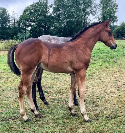 Precioso potro QH musculoso para rancho y reining