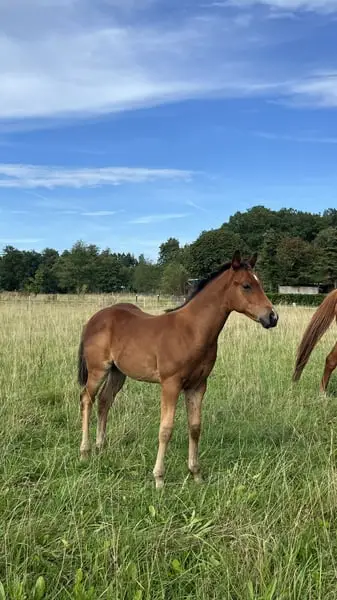 Schickes, muskulöses QH Fohlen für Ranch und Reining