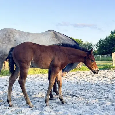 Schickes, muskulöses QH Fohlen für Ranch und Reining