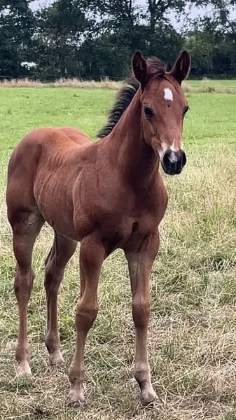 Schickes, muskulöses QH Fohlen für Ranch und Reining