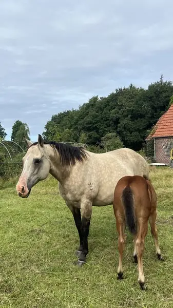 Schickes, muskulöses QH Fohlen für Ranch und Reining