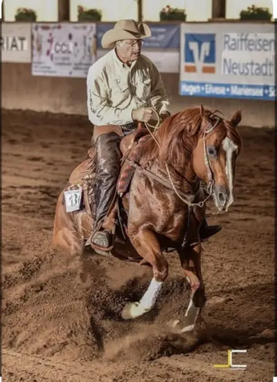 Schickes, muskulöses QH Fohlen für Ranch und Reining