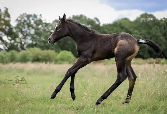 Talentiertes Quarterhorse Stutfohlen top Beweger