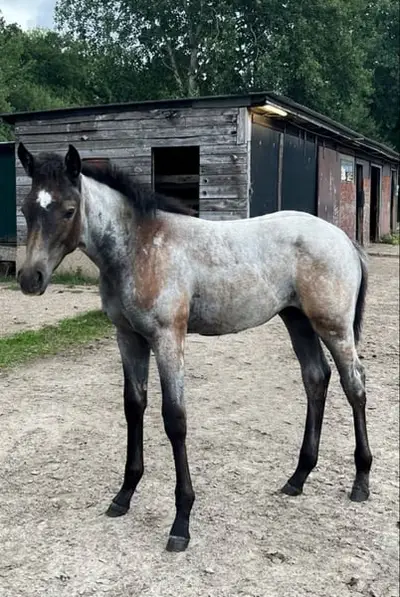 Talentiertes Quarterhorse Stutfohlen top Beweger