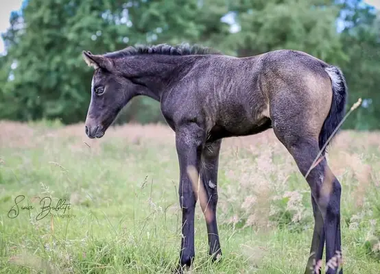 Talentiertes Quarterhorse Stutfohlen top Beweger