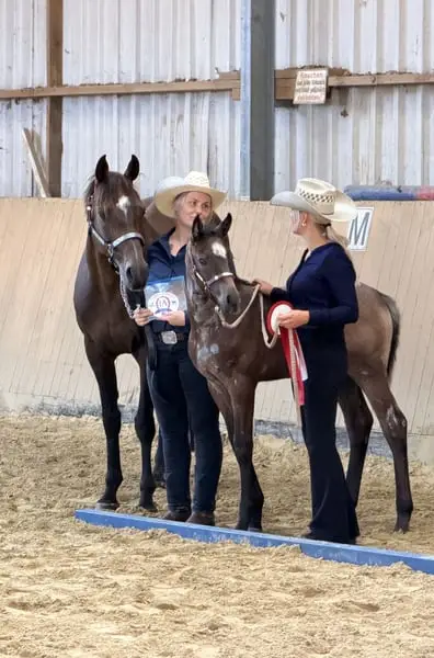 Talentiertes Quarterhorse Stutfohlen top Beweger