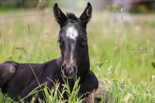 Talentiertes Quarterhorse Stutfohlen top Beweger