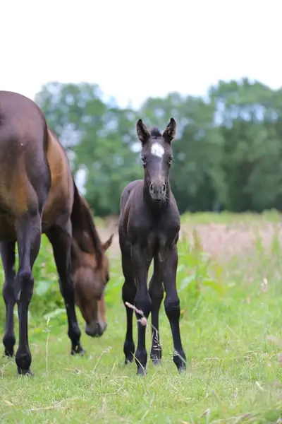 Talentiertes Quarterhorse Stutfohlen top Beweger