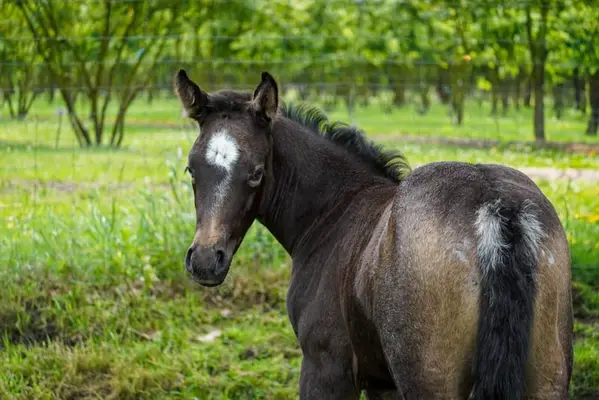 Talentiertes Quarterhorse Stutfohlen top Beweger