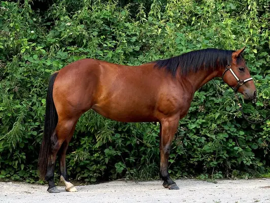 Talentierte Stute von Shiney Outlaw