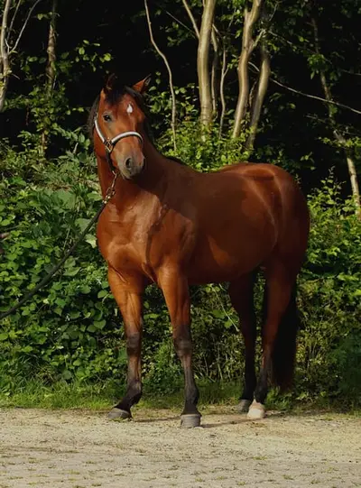 Talentierte Stute von Shiney Outlaw