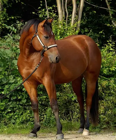 Talentierte Stute von Shiney Outlaw