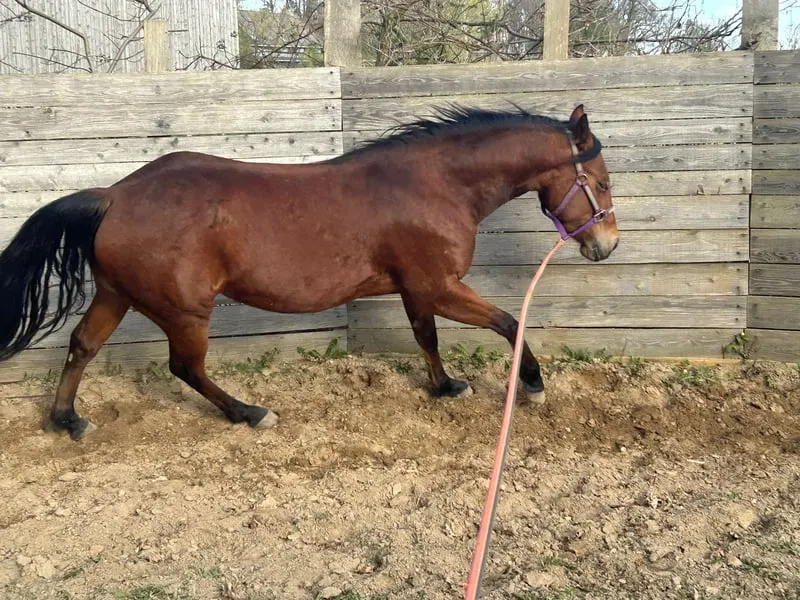 Motivierte QH Stute für Sport und Freizeit
