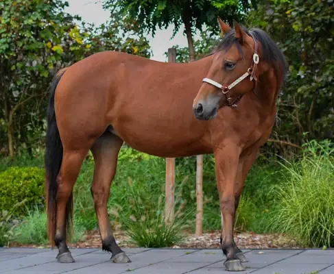 Motivierte QH Stute für Sport und Freizeit