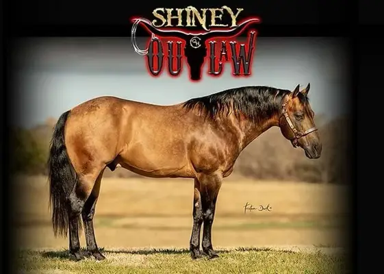 Motivierte QH Stute für Sport und Freizeit