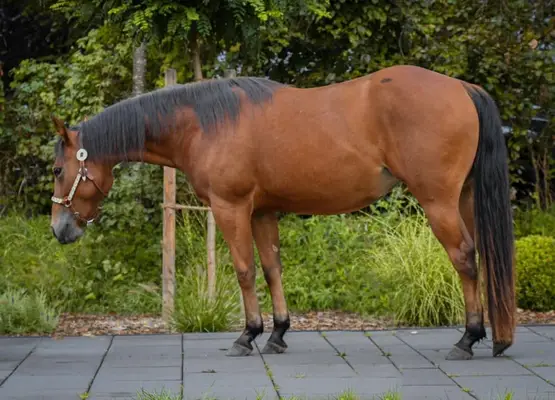 Motivierte QH Stute für Sport und Freizeit