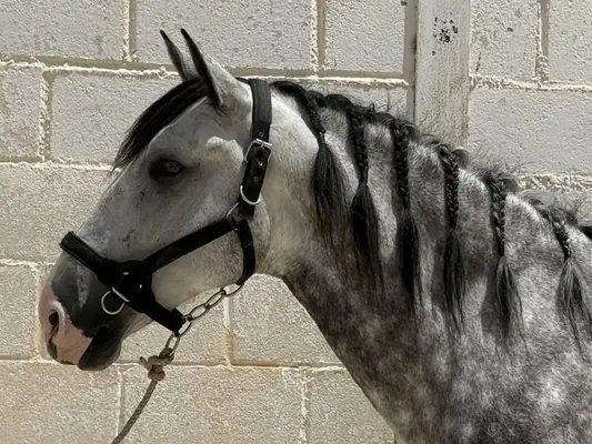 Caballo castrado de pre-cross con movimientos excelentes