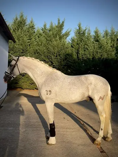 Absolutamente impresionante caballo castrado PRE