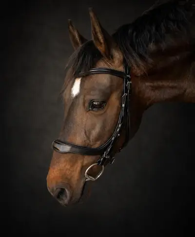 Der liebenswerteste Pony