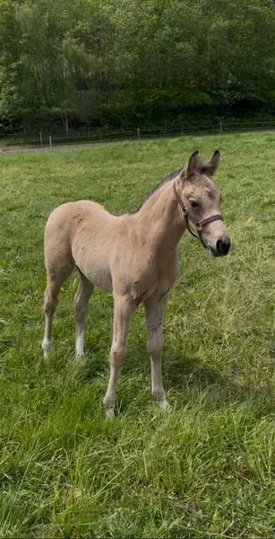 Vielversprechender, freundlicher Buckskin Bub