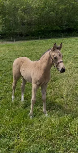 Prometteur et amical poulain buckskin