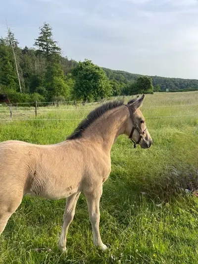 Vielversprechender, freundlicher Buckskin Bub