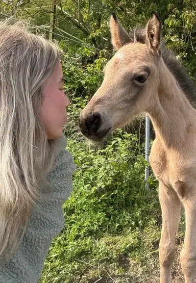 Vielversprechender, freundlicher Buckskin Bub