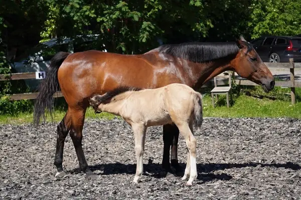 Vielversprechender, freundlicher Buckskin Bub