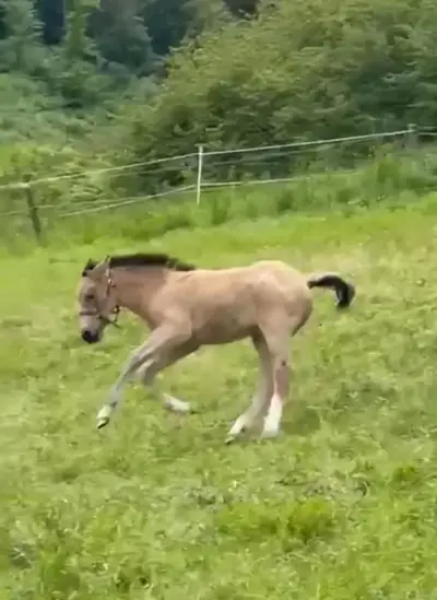 Vielversprechender, freundlicher Buckskin Bub