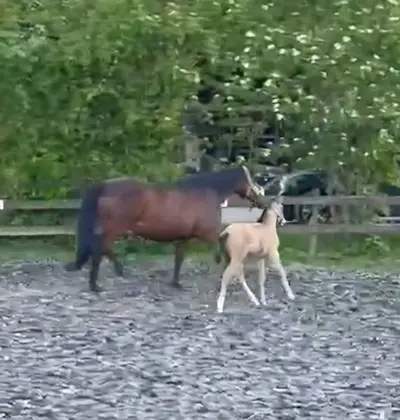 Vielversprechender, freundlicher Buckskin Bub