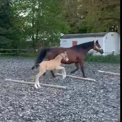 Vielversprechender, freundlicher Buckskin Bub