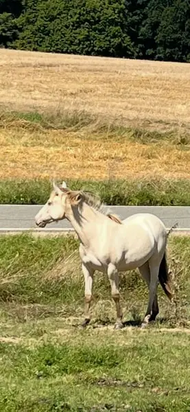 Beautiful Golden Compact Mare for the Whole Family