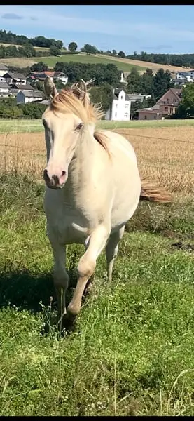 Wunderschöne Goldene Kompakte Stute für die ganze Familie
