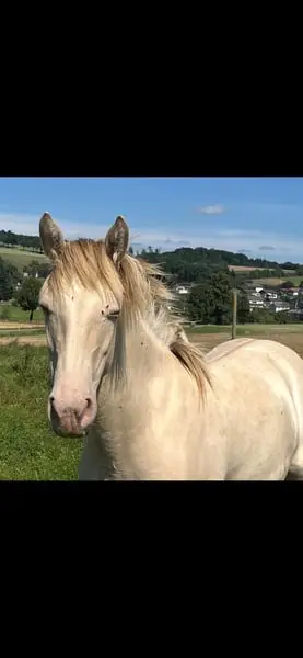 Wunderschöne Goldene Kompakte Stute für die ganze Familie