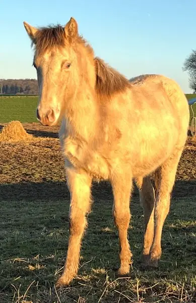 Wunderschöne Goldene Kompakte Stute für die ganze Familie
